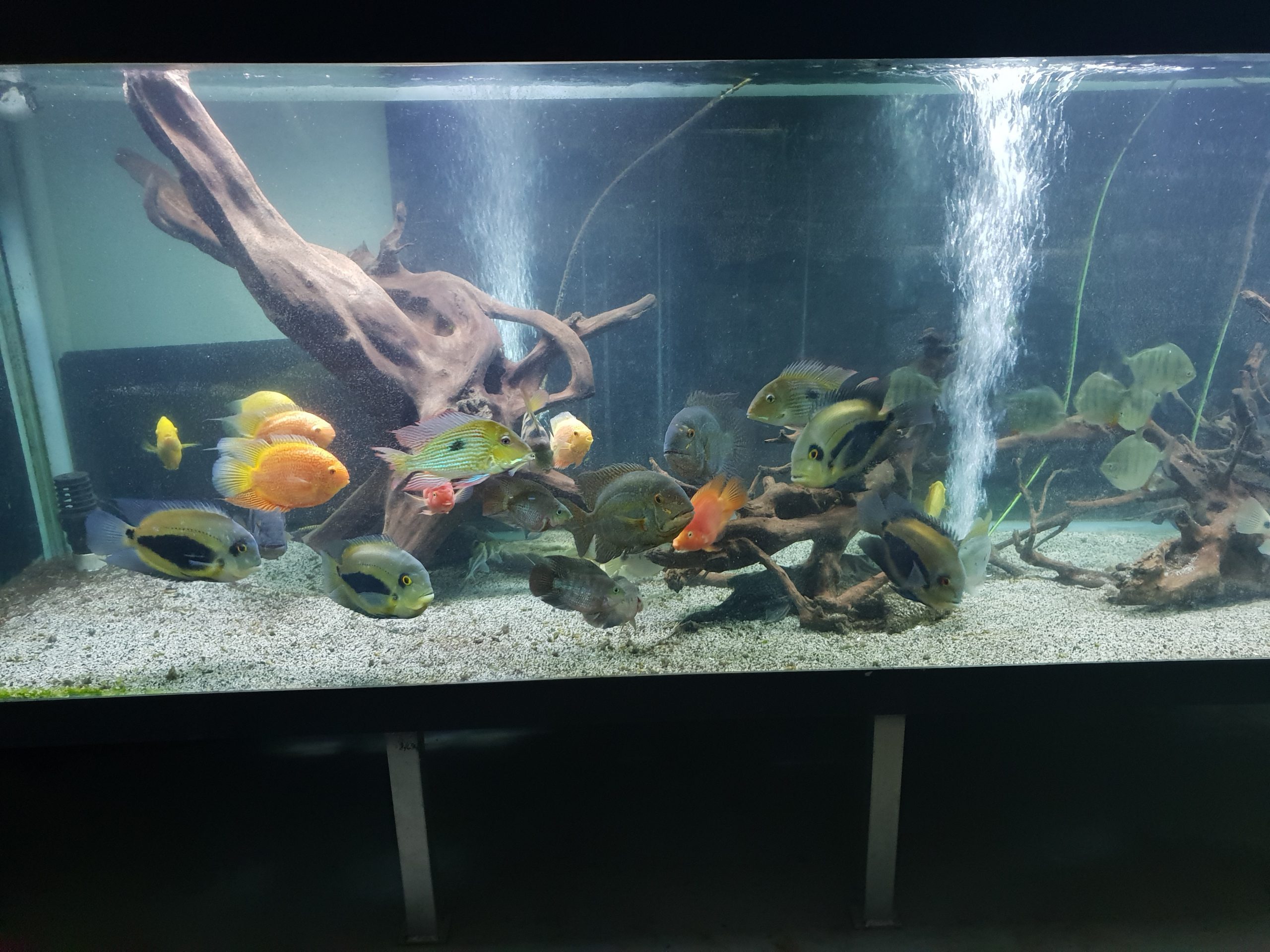 Fish tank in a private home  3.2m long x 80cm wide x 1m deep