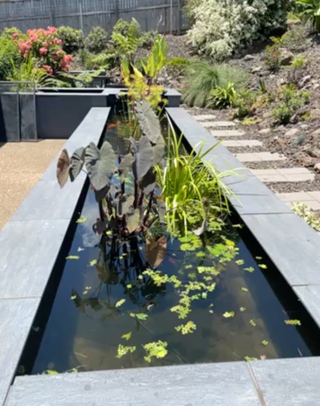 Recent goldfish pond installation