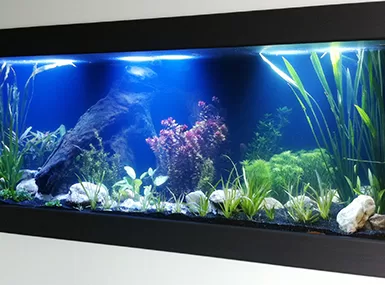 Fish tank in a private home  1.8m long x 80cm wide x 80cm deep