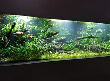 Fish tank in a private home 2.4m long x 80cm wide x 80cm deep